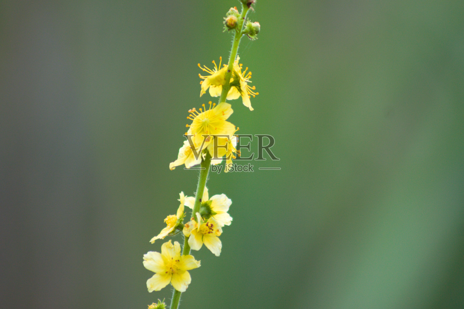 普通的agrimony在开放的近距离视图与绿色模糊的背景照片摄影图片