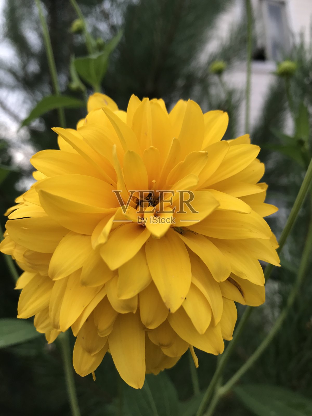 篝火Rudbeckia，近距离。黑眼睛的Rudbeckia hirta，照片摄影图片