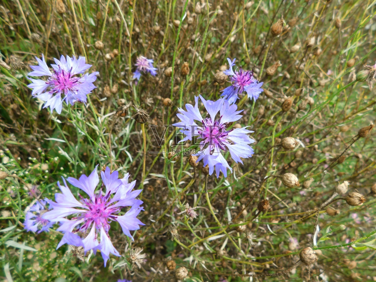 绿色的草丛中有五颜六色的野花。照片摄影图片