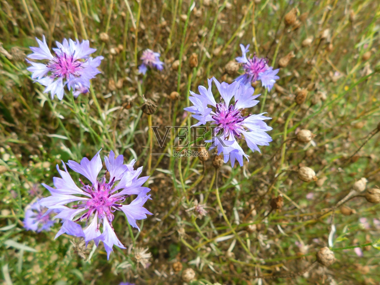 绿色的草丛中有五颜六色的野花。照片摄影图片