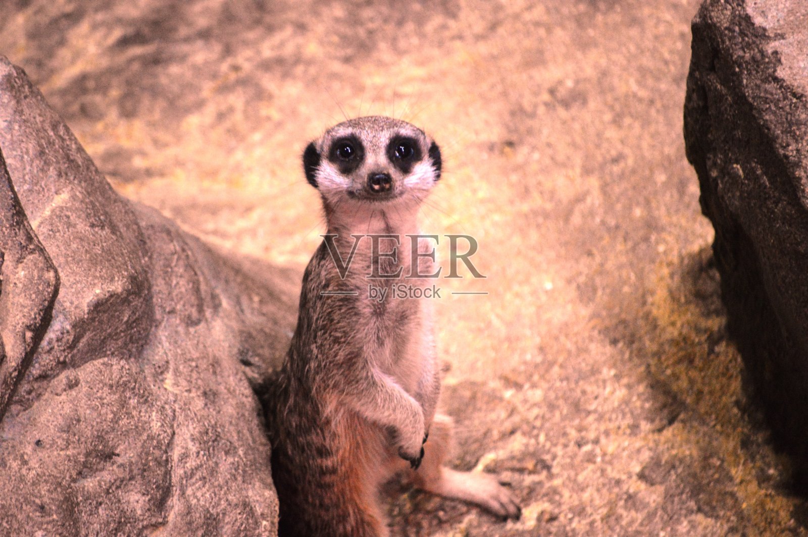 动物猫鼬照片摄影图片