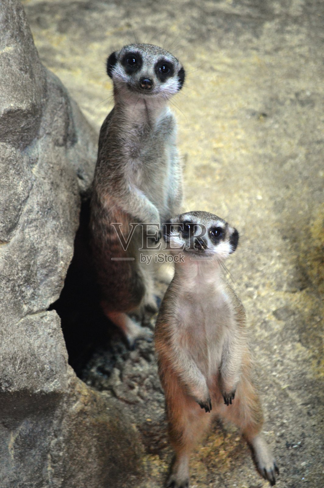 动物猫鼬照片摄影图片