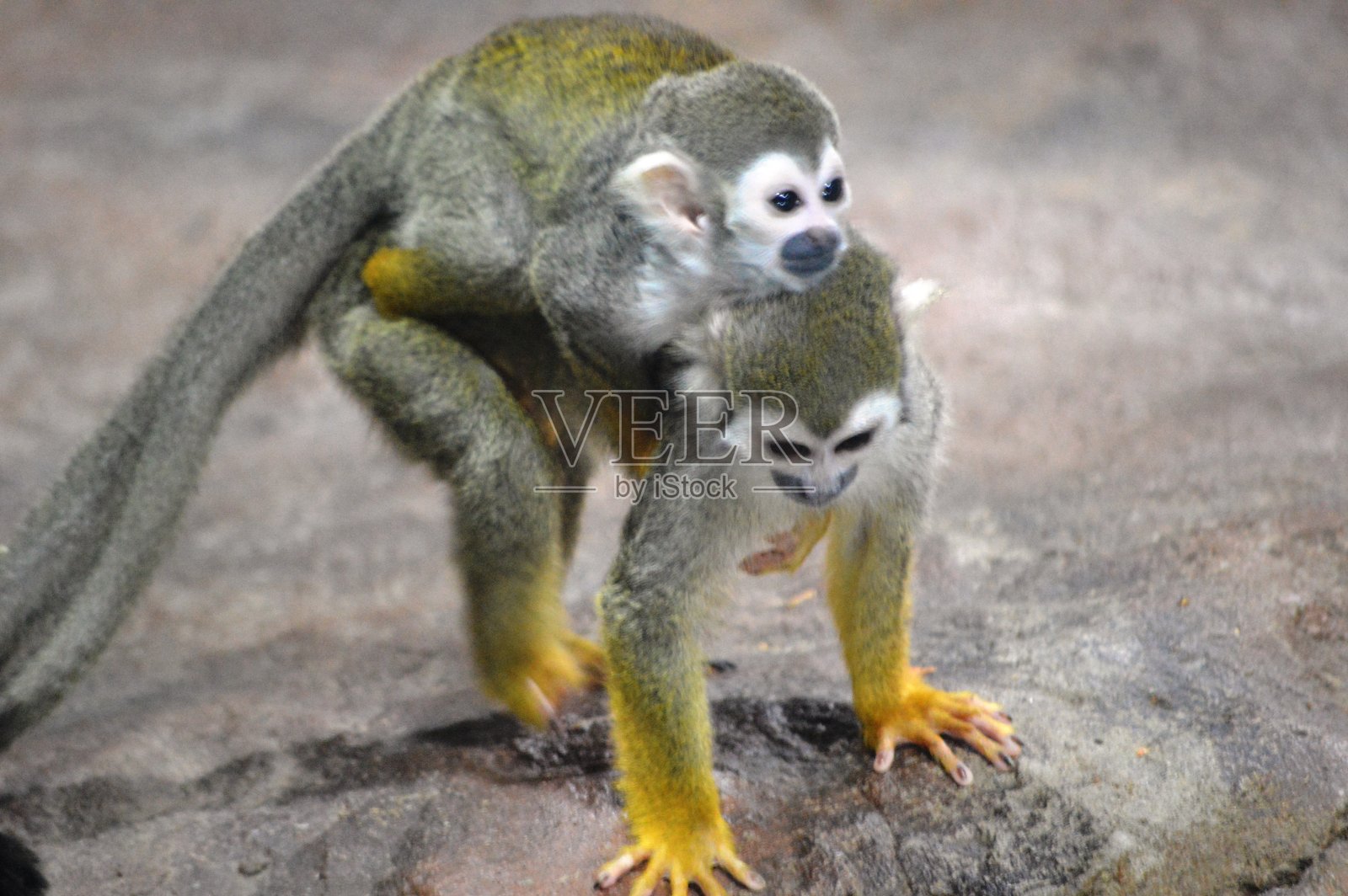 异国情调的猴子照片摄影图片