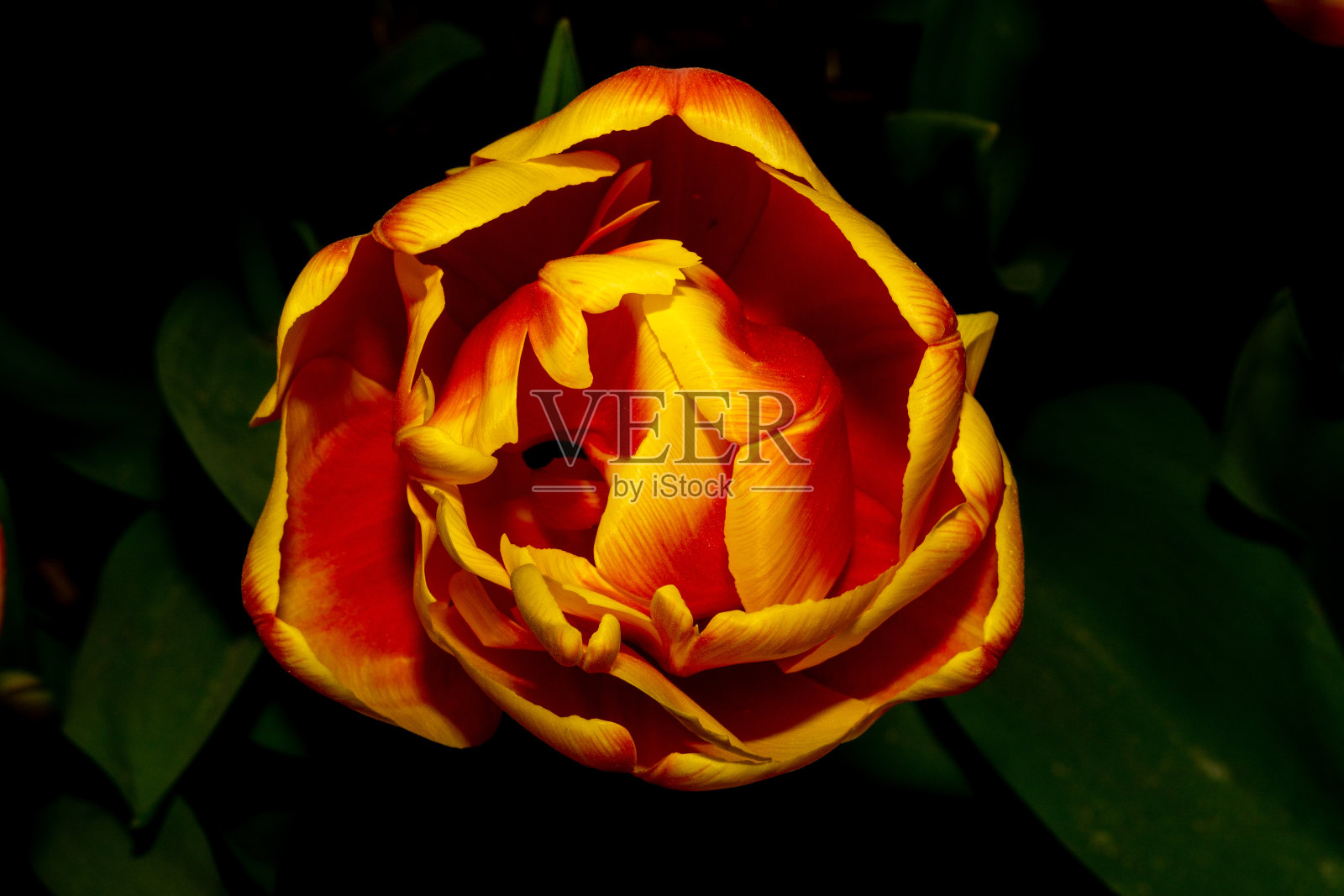 郁金香花。照片摄影图片