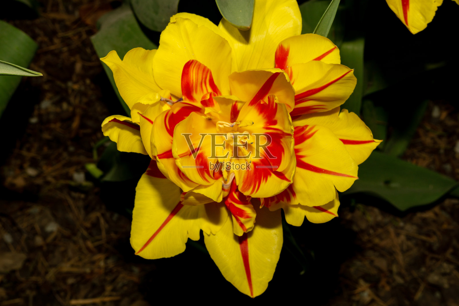 郁金香花照片摄影图片