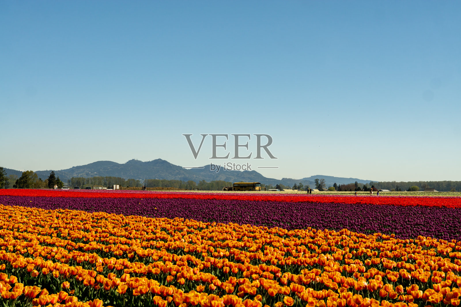 郁金香农业。照片摄影图片