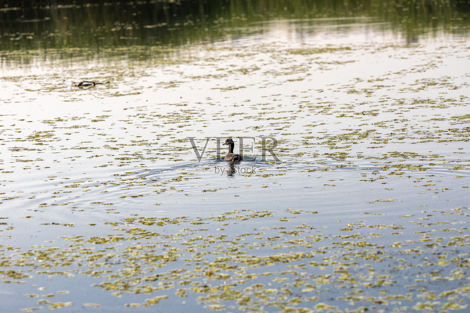野鸭飞照片摄影图片
