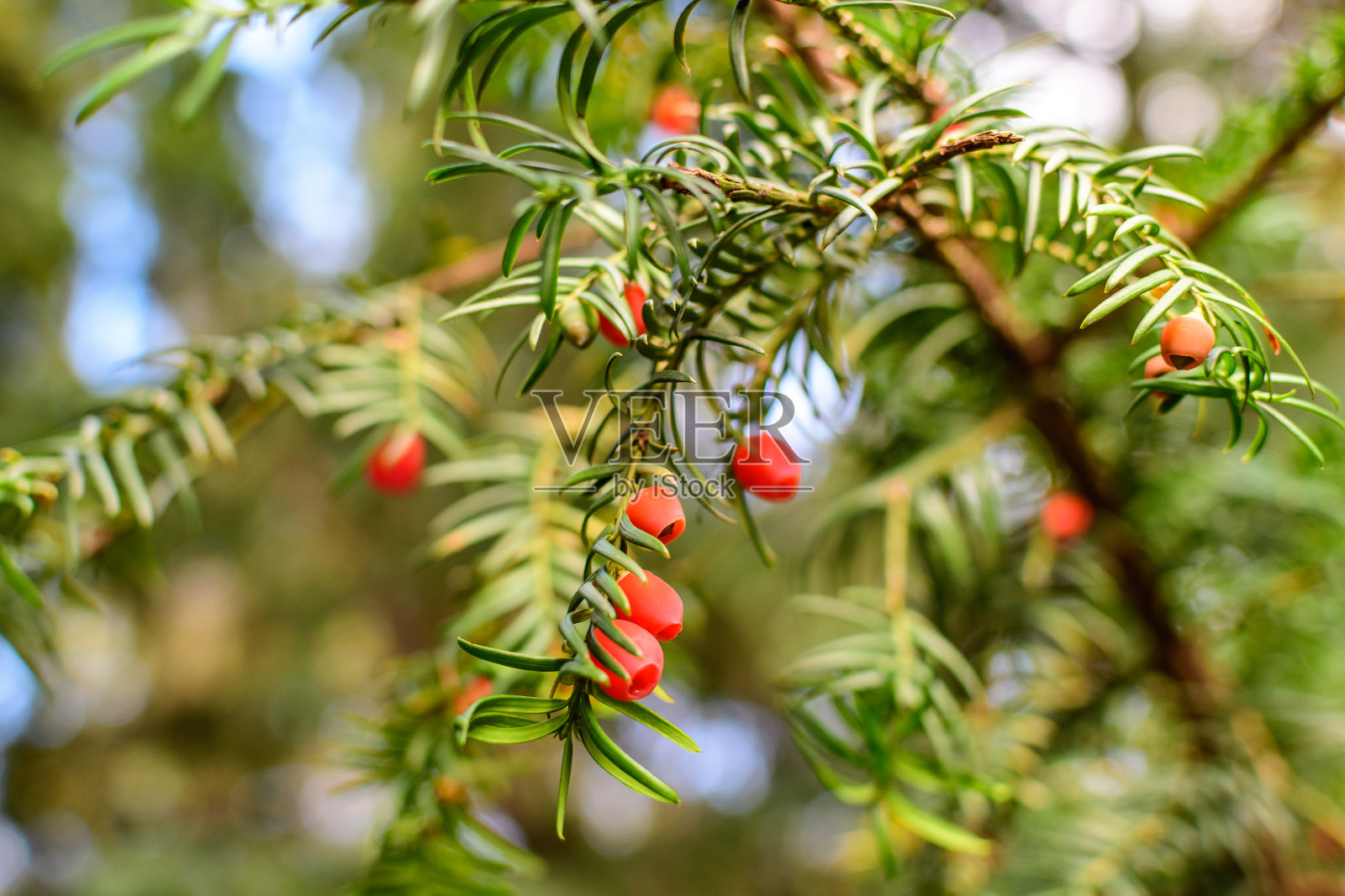 阳光明媚的夏日里，花园中有许多针叶树的嫩绿色叶子和红色有毒果实，通常被称为asarborvitaes, thujas或雪松照片摄影图片