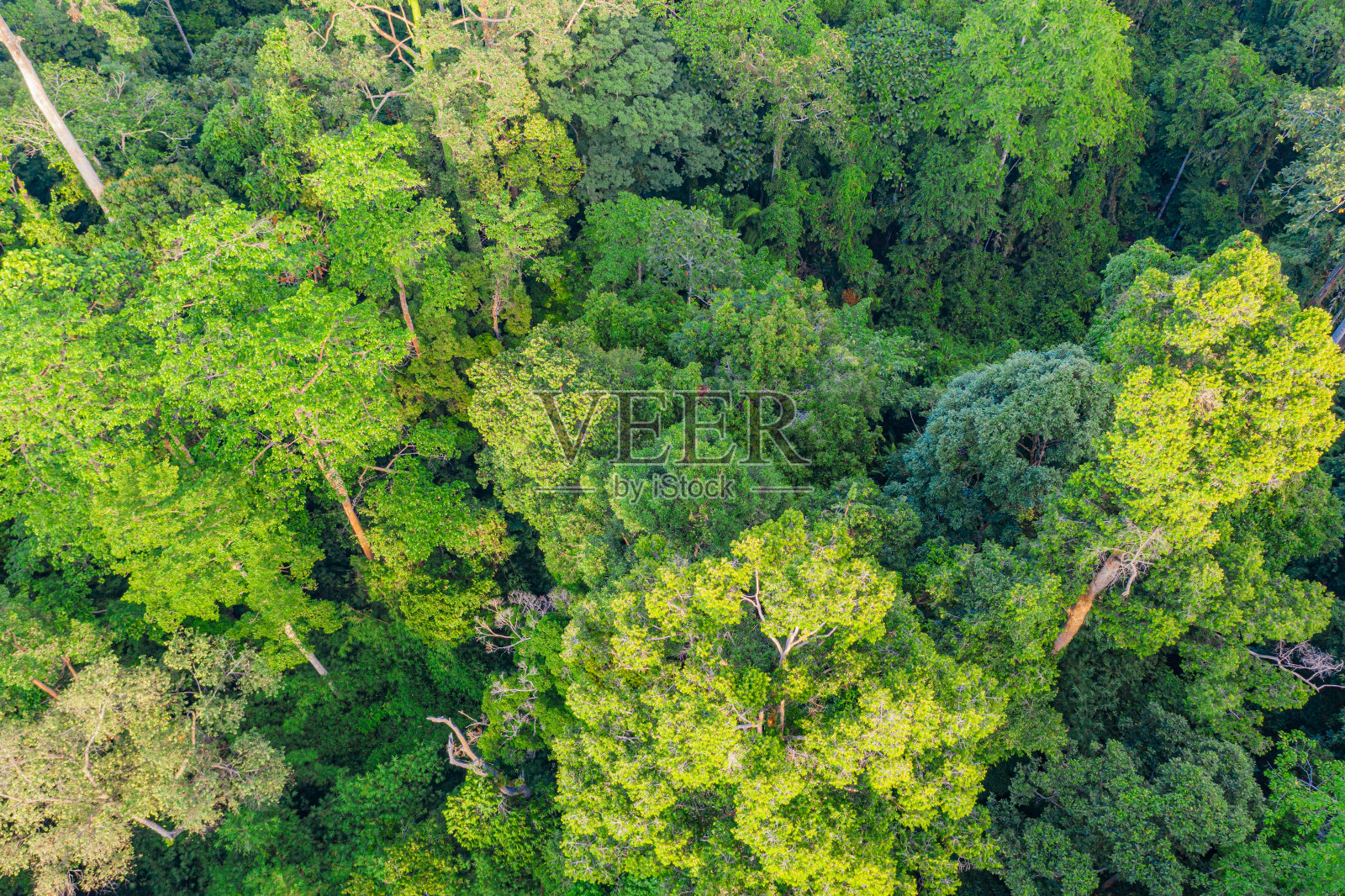 鸟瞰图森林树，热带雨林生态系统和健康环境的概念和背景，纹理的绿色树木森林视图。照片摄影图片
