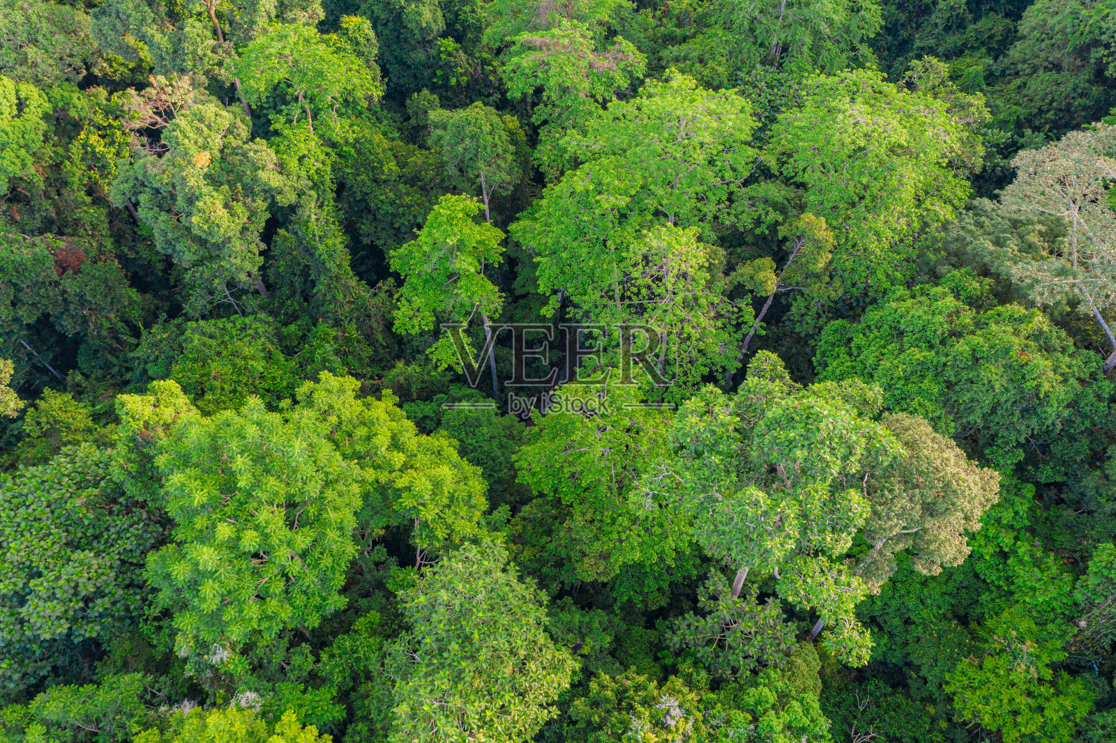 鸟瞰图森林树，热带雨林生态系统和健康环境的概念和背景，纹理的绿色树木森林视图。照片摄影图片