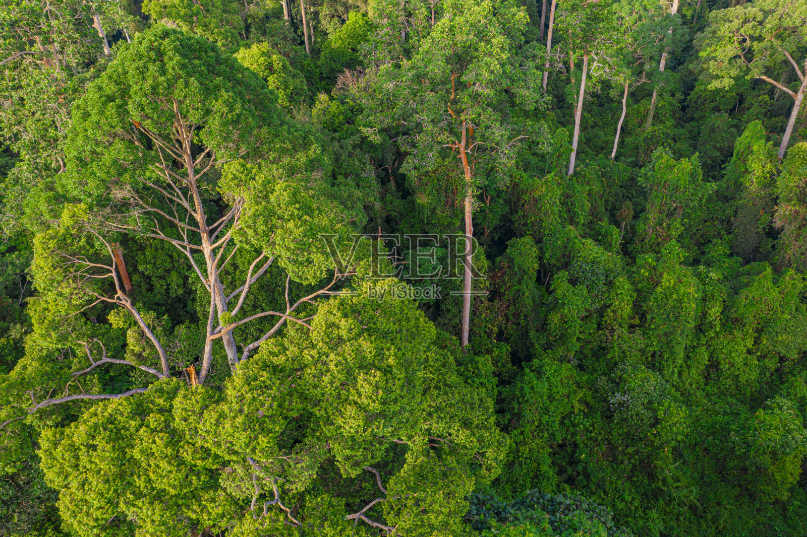 鸟瞰图森林树，热带雨林生态系统和健康环境的概念和背景，纹理的绿色树木森林视图。照片摄影图片