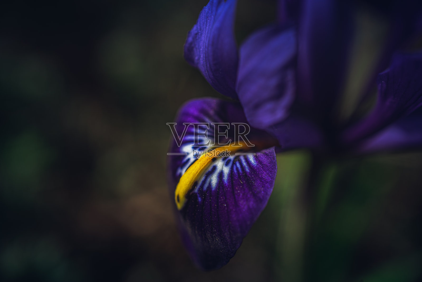 花园的花照片摄影图片