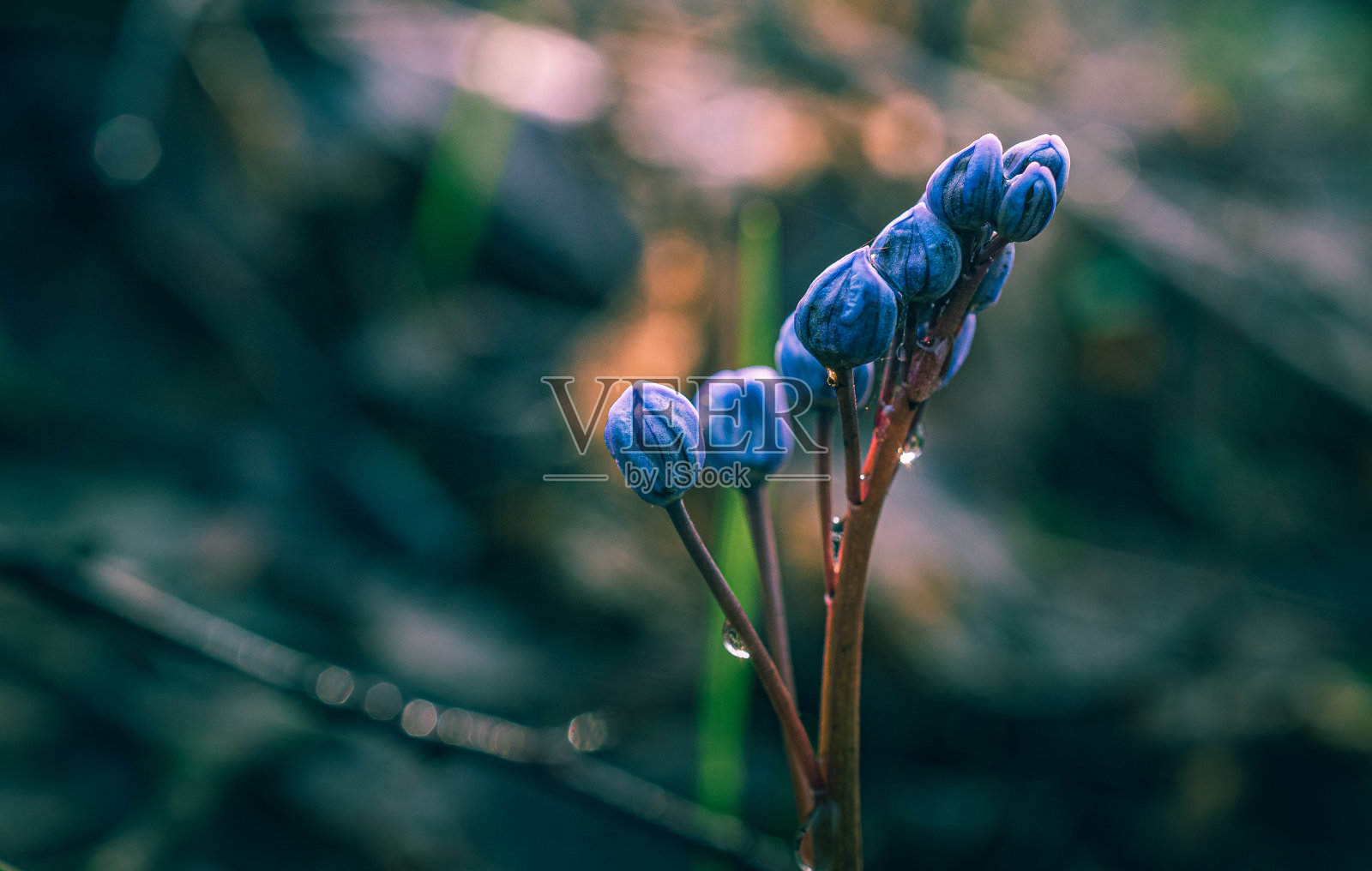 野花照片摄影图片