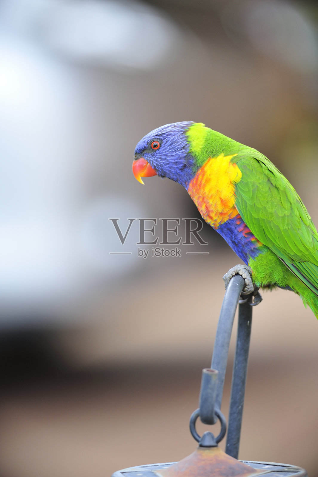 彩虹吸蜜鹦鹉照片摄影图片