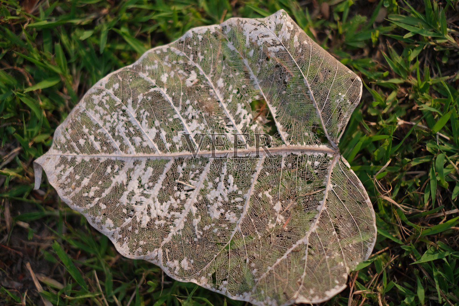 落叶的骨架照片摄影图片