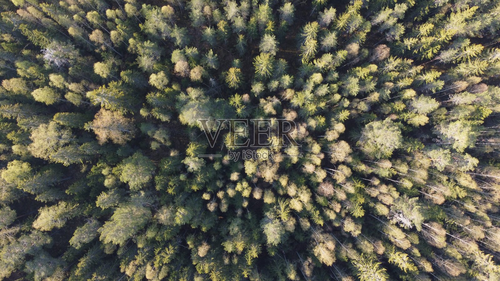 森林照片摄影图片