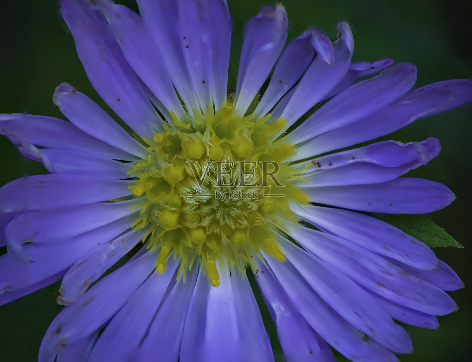 英国花园中蓝色花朵的特写照片摄影图片