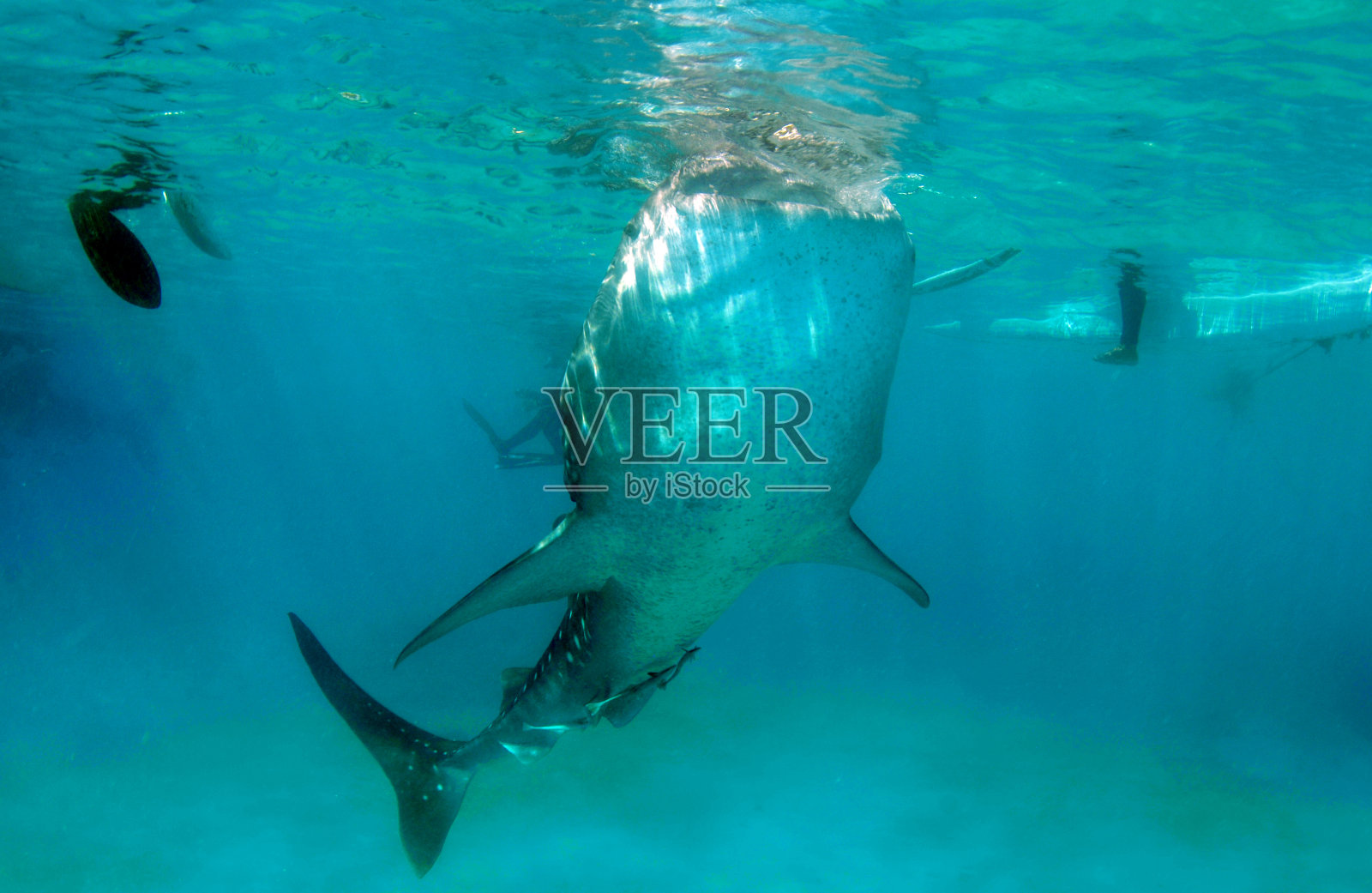 巨大的鲨鱼。照片摄影图片