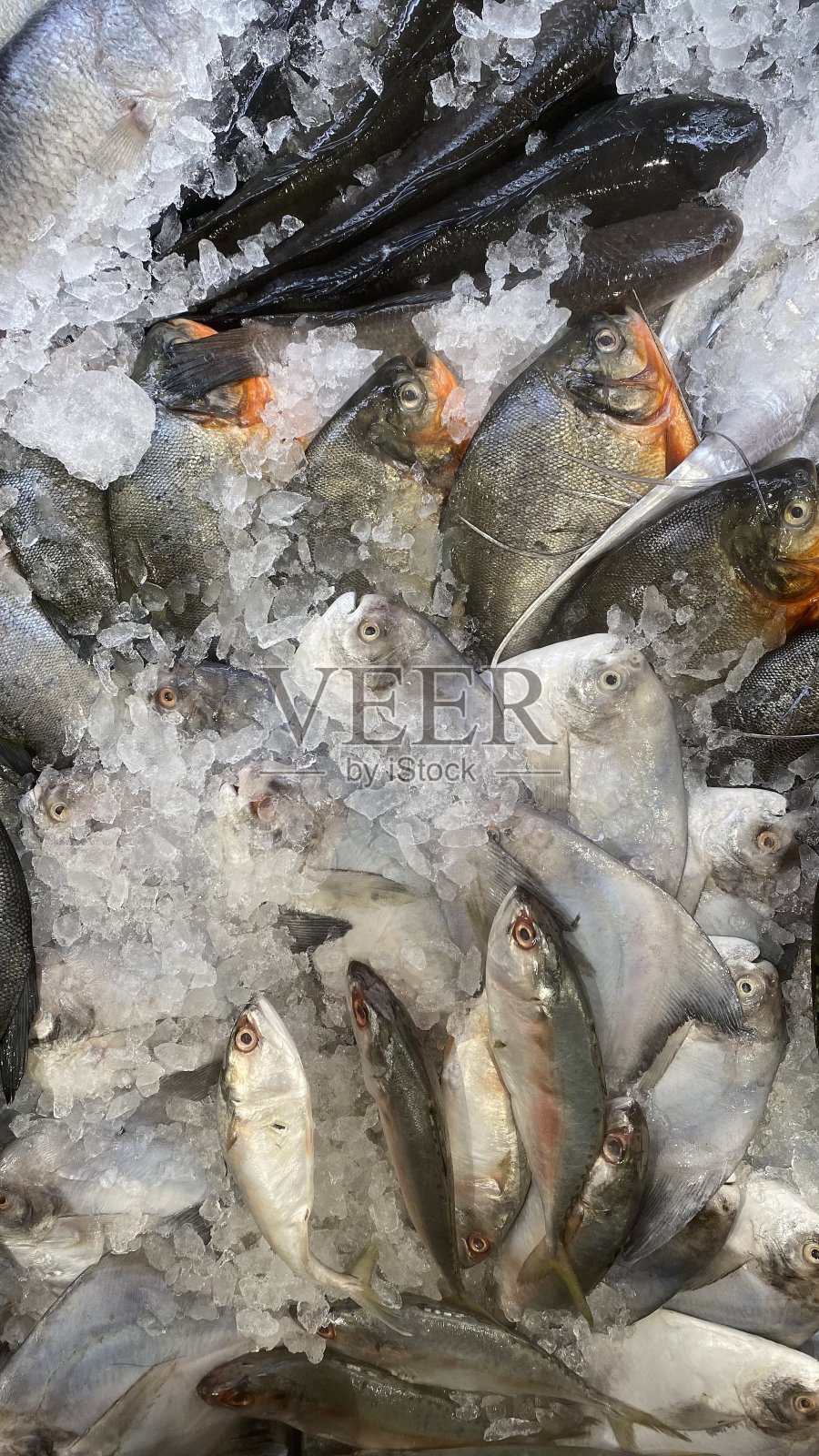 新鲜的鱼照片摄影图片