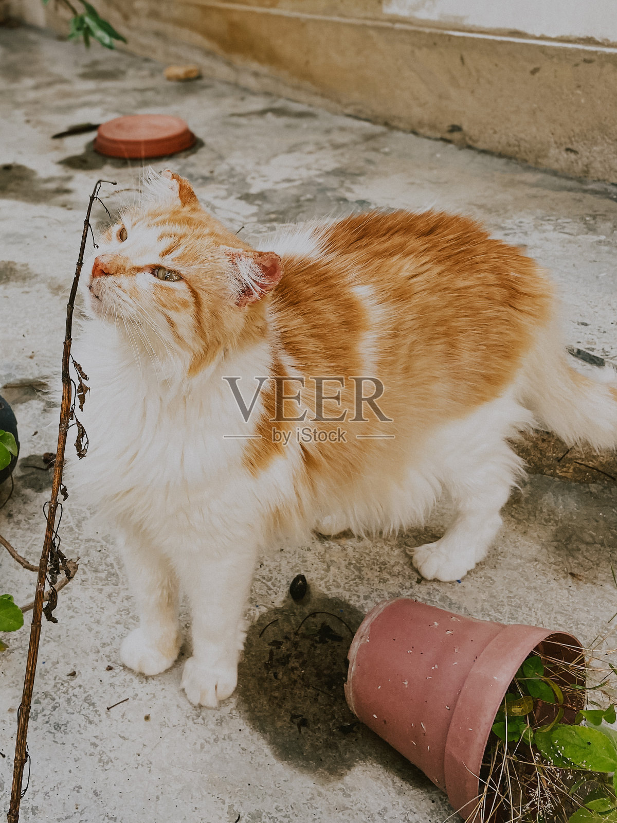 猫照片摄影图片