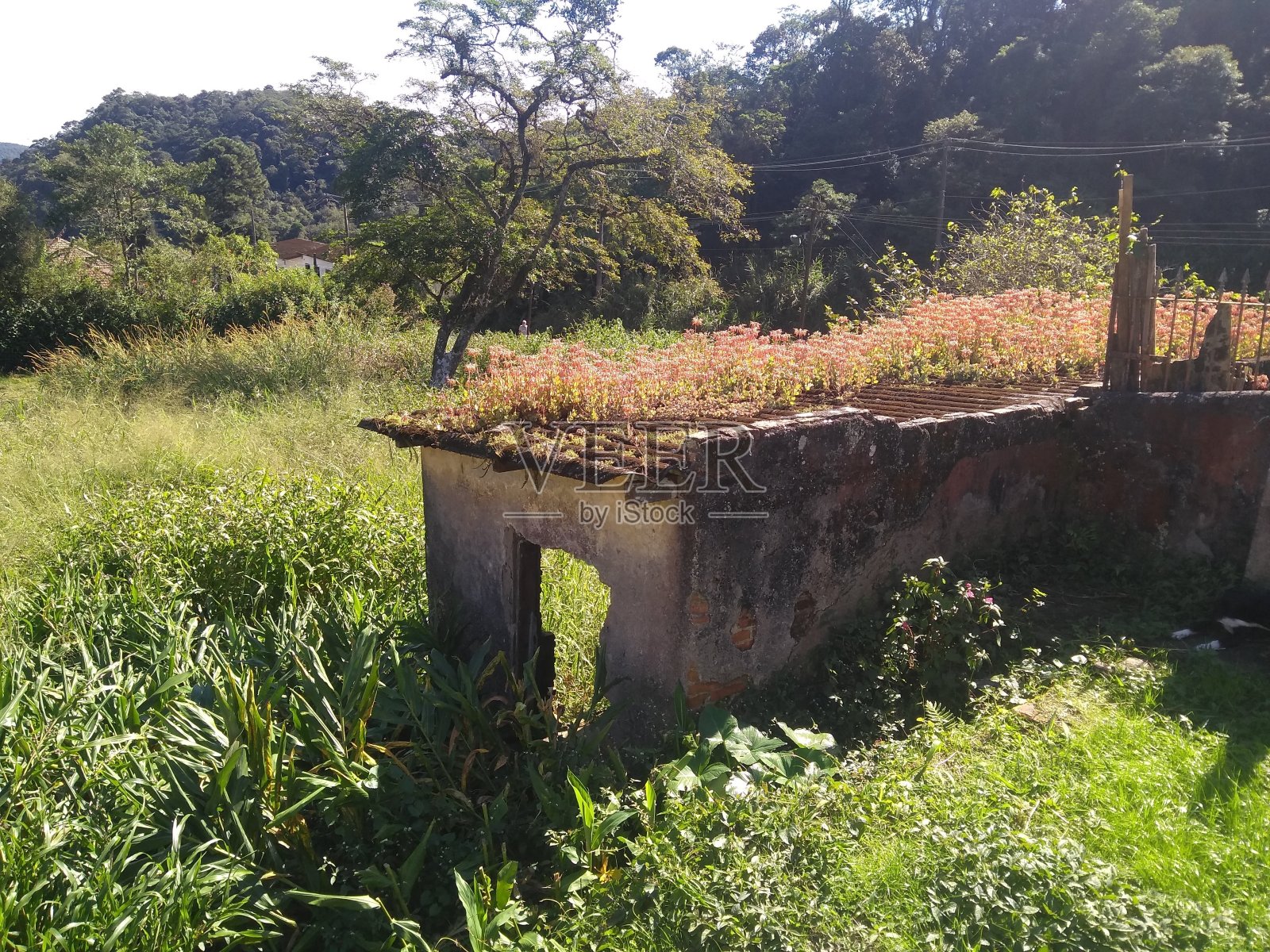 花朵赋予死者生命照片摄影图片