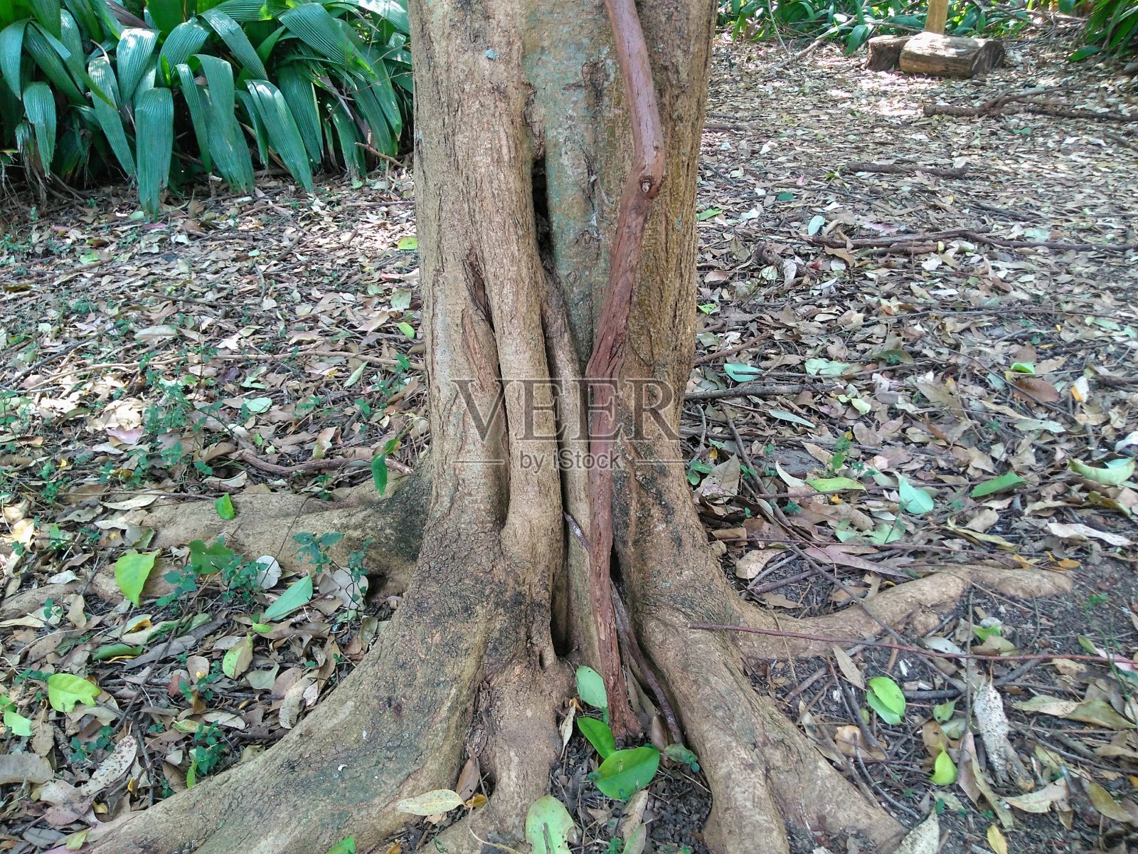 根树照片摄影图片