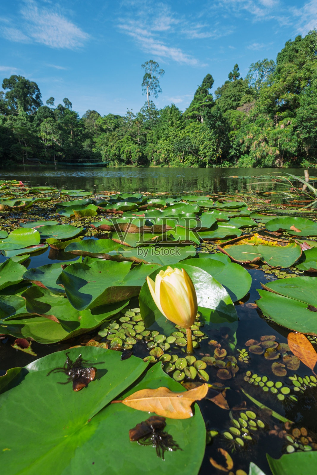 池塘里美丽的黄色睡莲或荷花。照片摄影图片