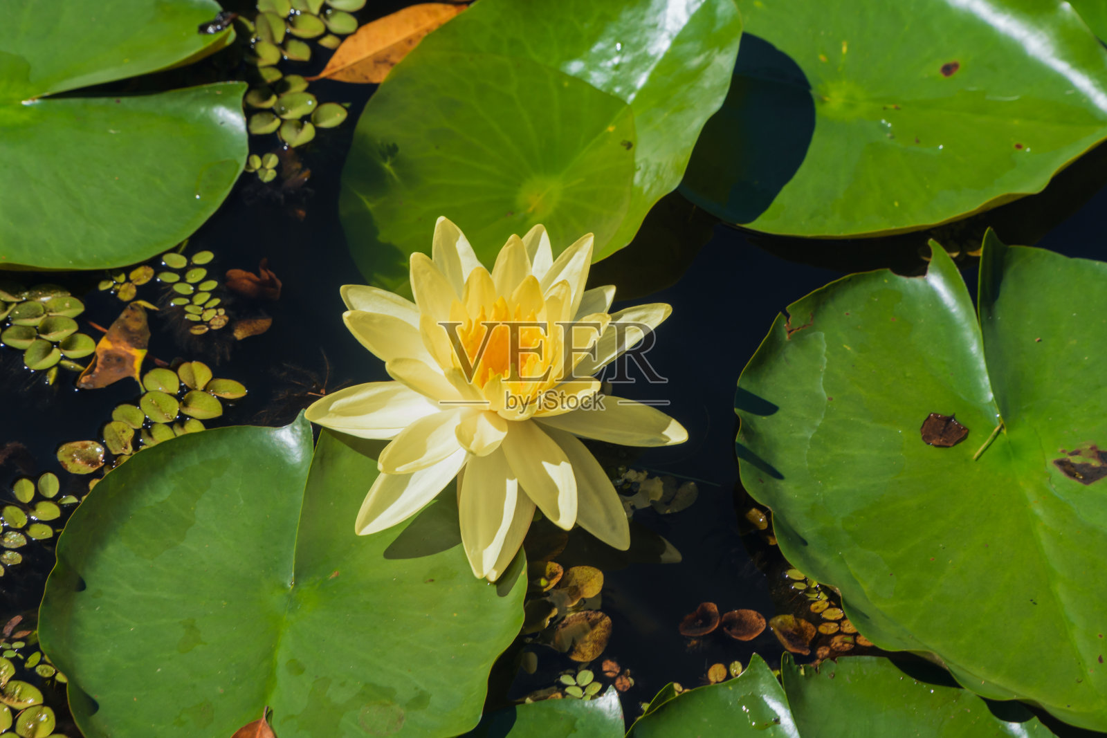 池塘里美丽的黄色睡莲或荷花。照片摄影图片