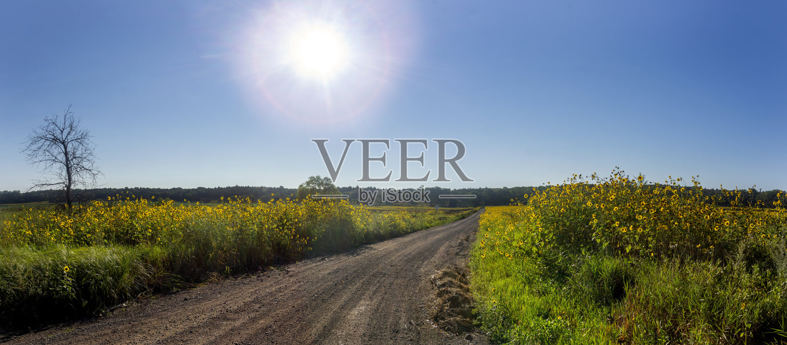 向日葵开照片摄影图片