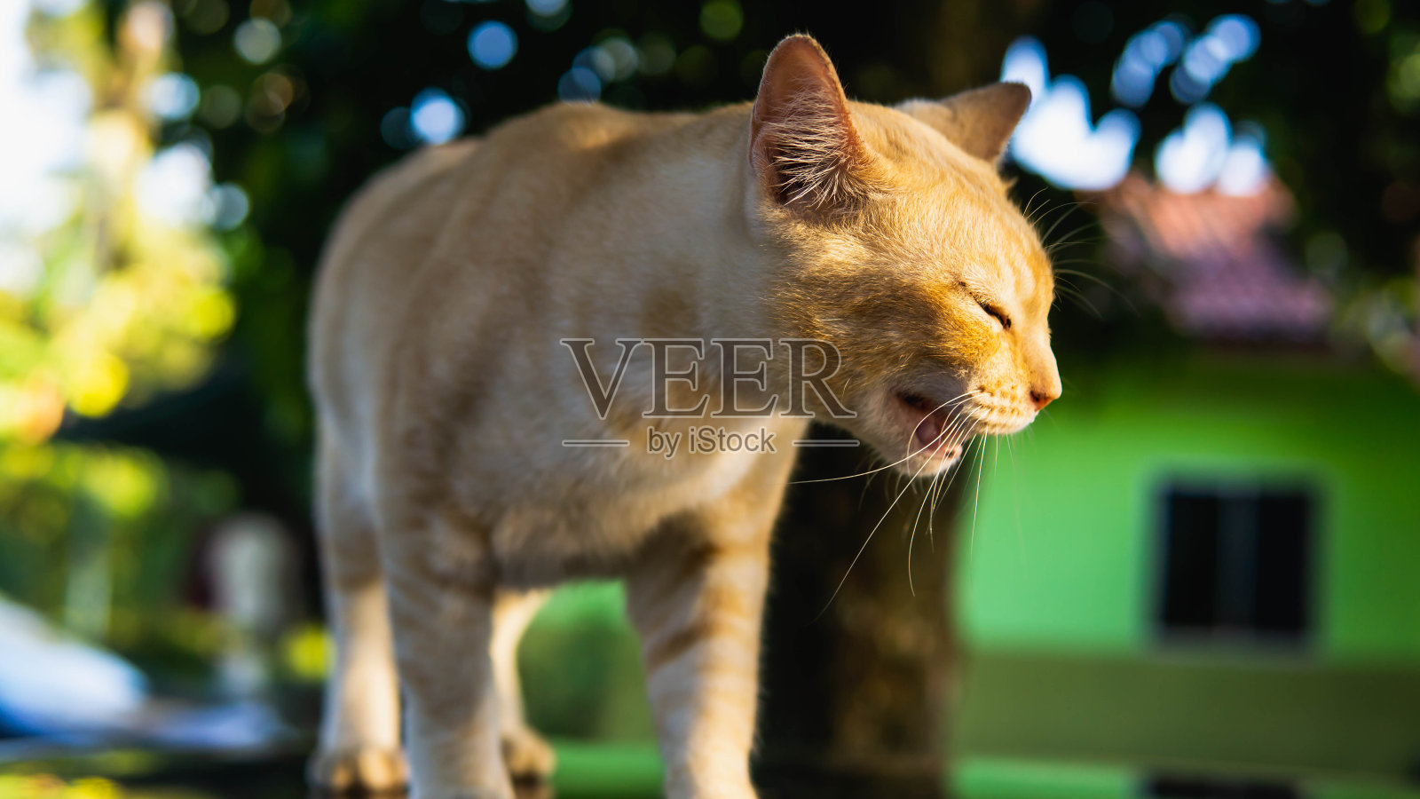 一只姜黄色条纹的可爱流浪猫躺在温暖的汽车引擎盖上休息。照片摄影图片