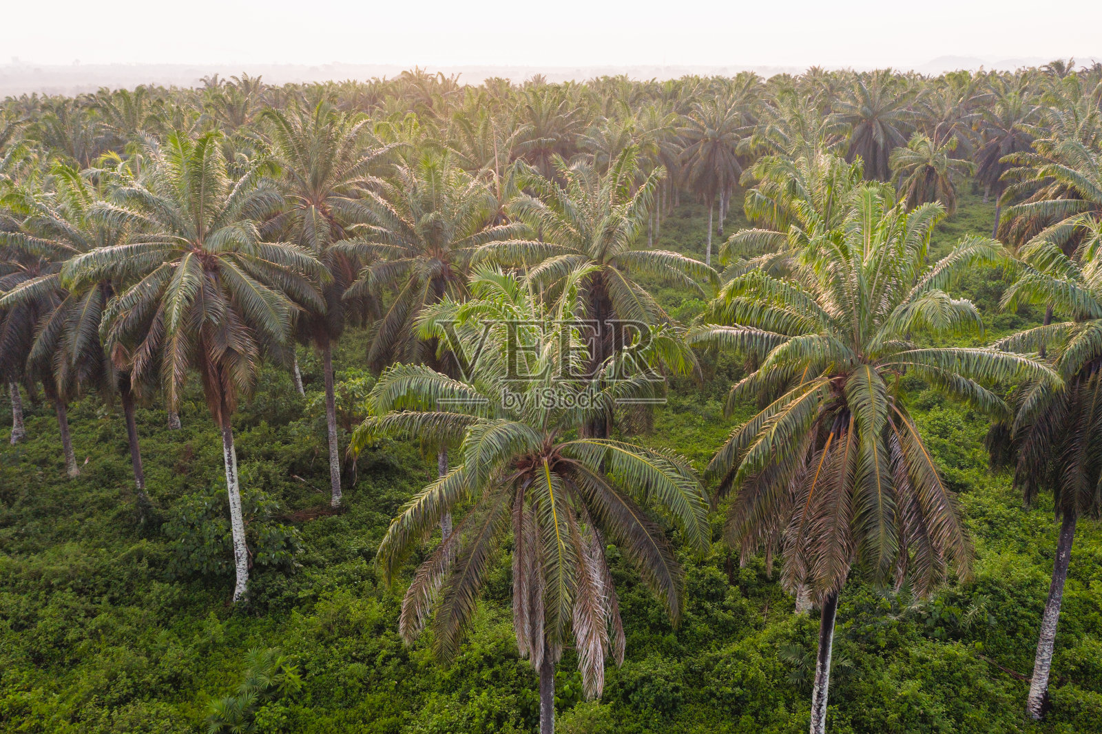 婆罗洲棕榈油种植园的鸟瞰图照片摄影图片