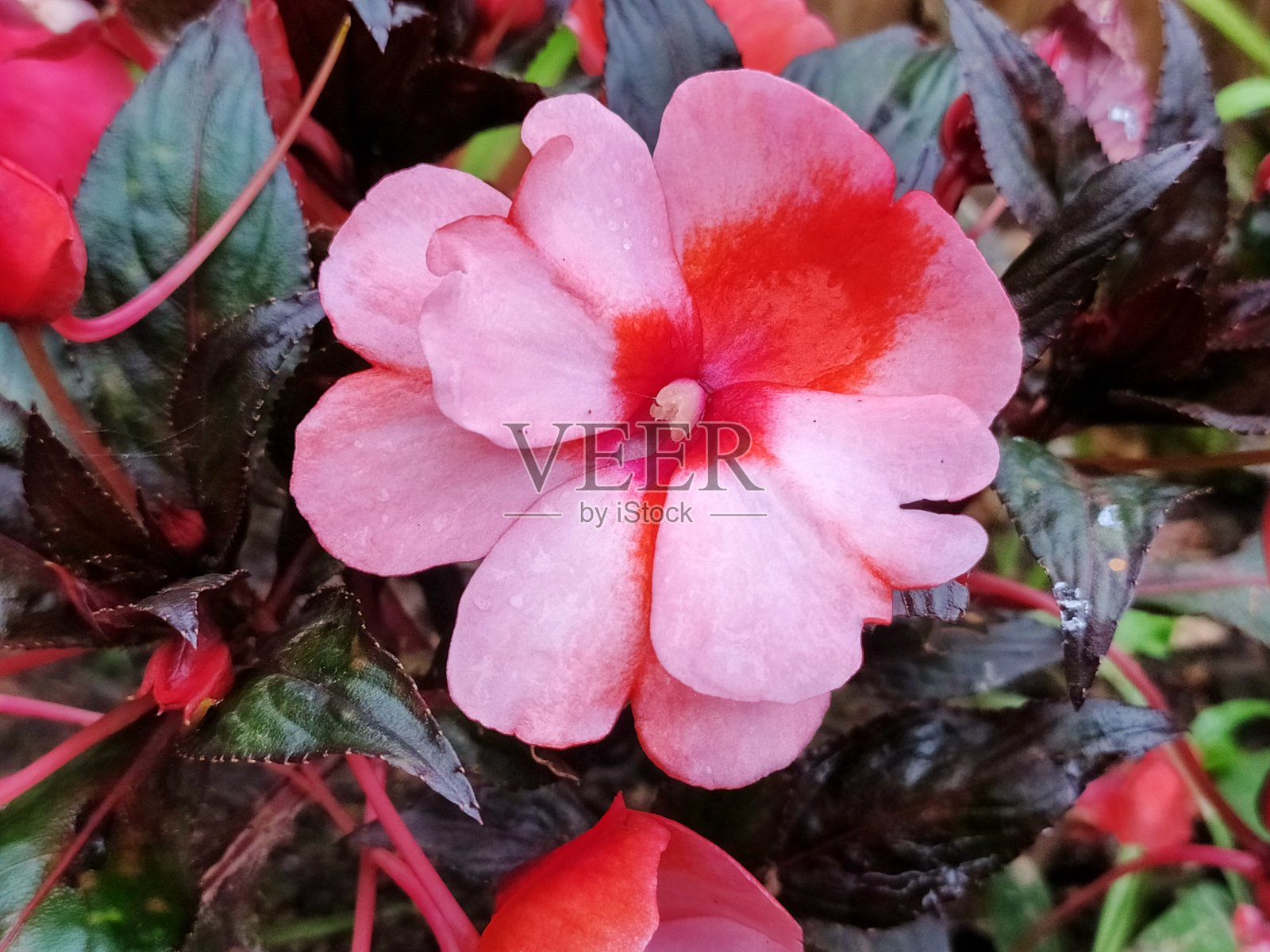 花照片摄影图片