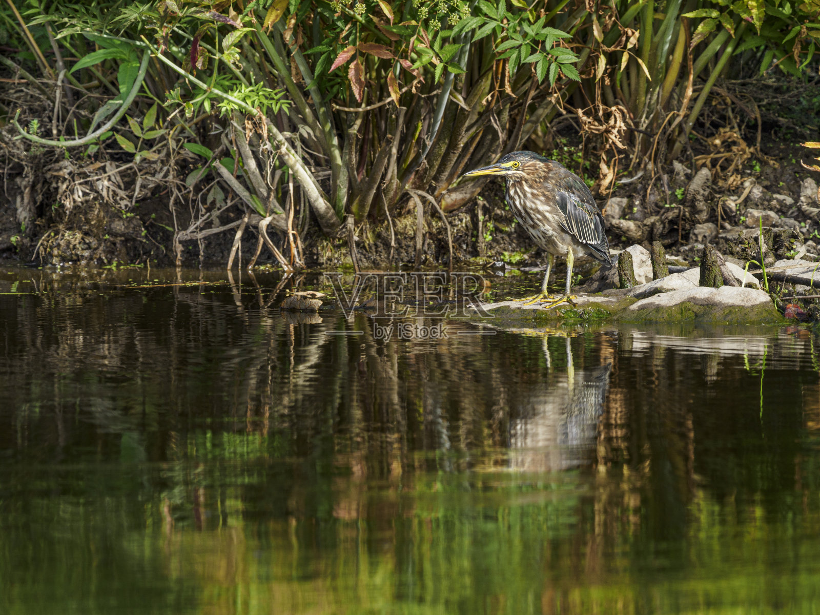 俄勒冈州水边湿地的绿鹭幼鸟照片摄影图片