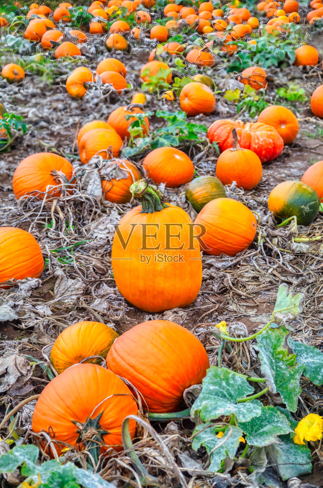 秋天的南瓜田照片摄影图片