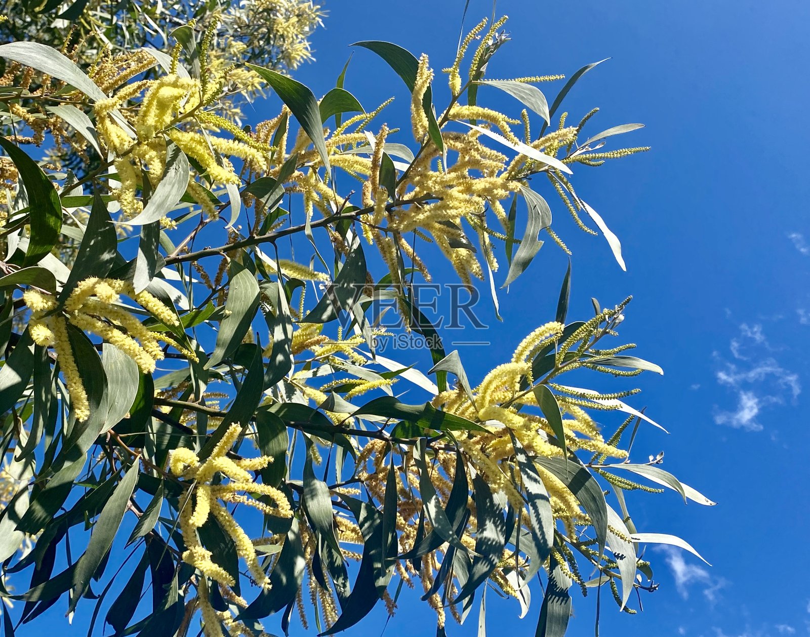 蓝色天空下的黄色金合欢照片摄影图片