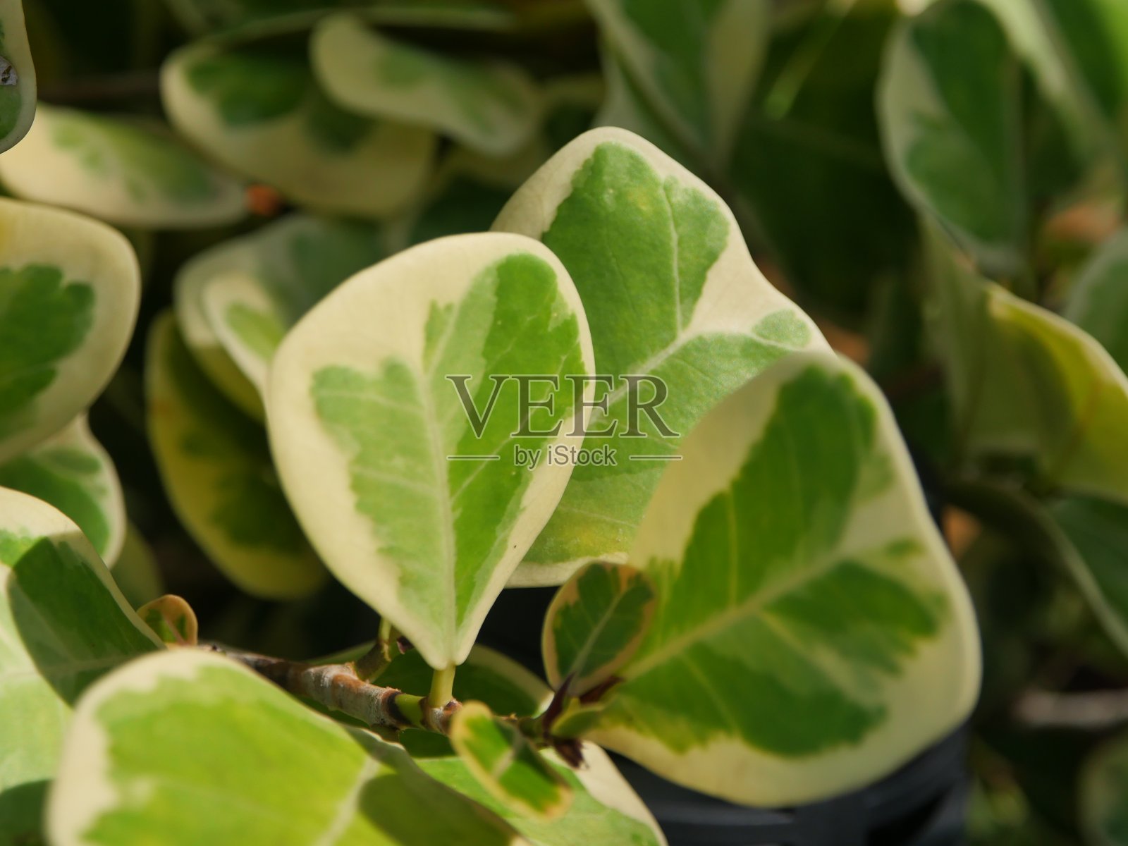 叶榕L心叶照片摄影图片