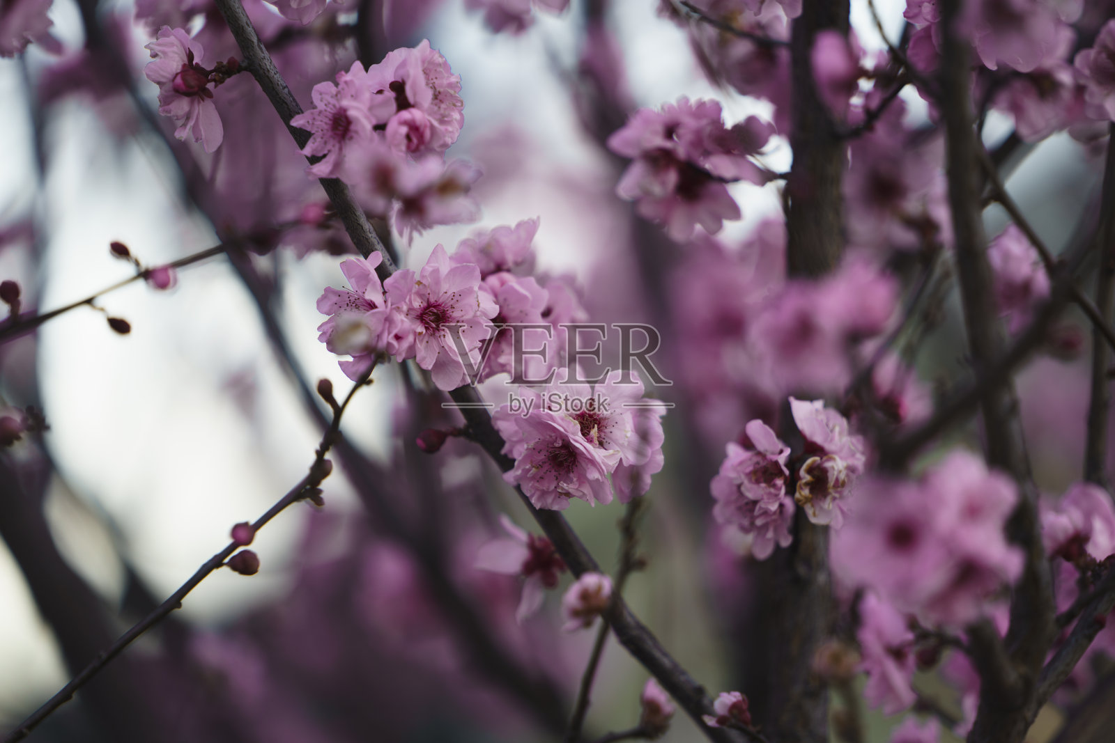 樱花照片摄影图片