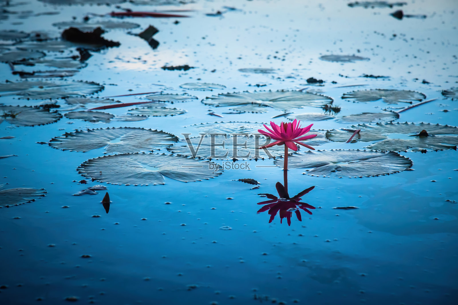 在泰国Phatthalung省的Thale Noi湿地，粉红莲花的海洋照片摄影图片