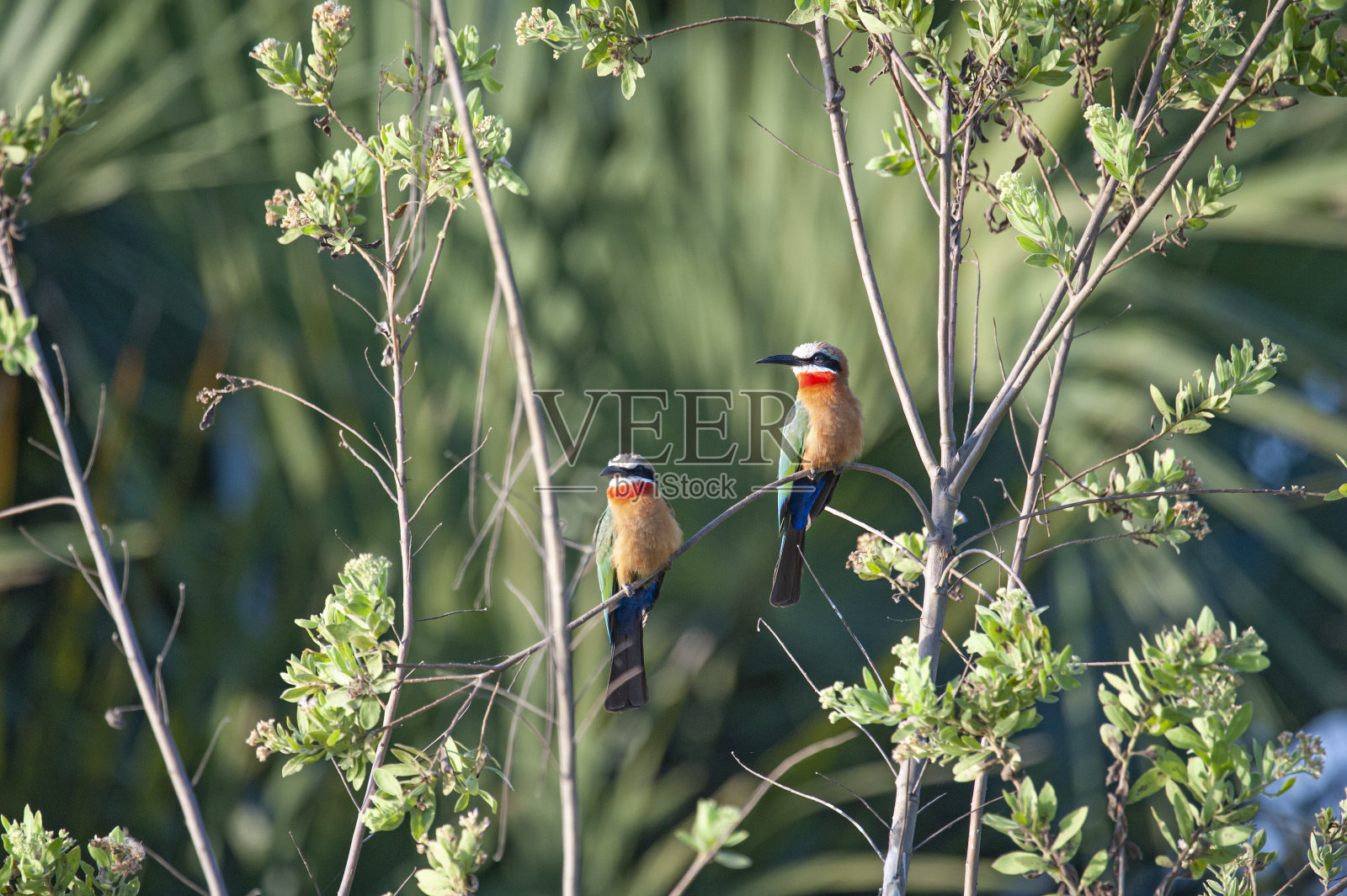 树上有几只白头食蜂鸟照片摄影图片