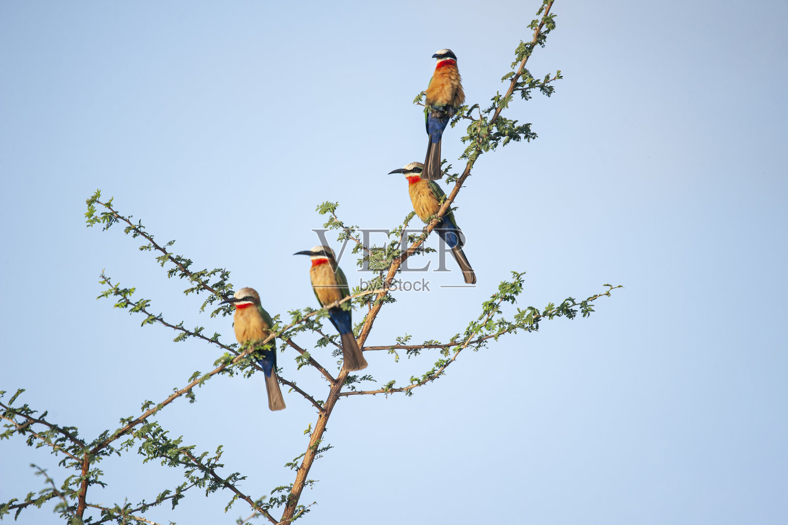 一群白头食蜂鸟在树上照片摄影图片