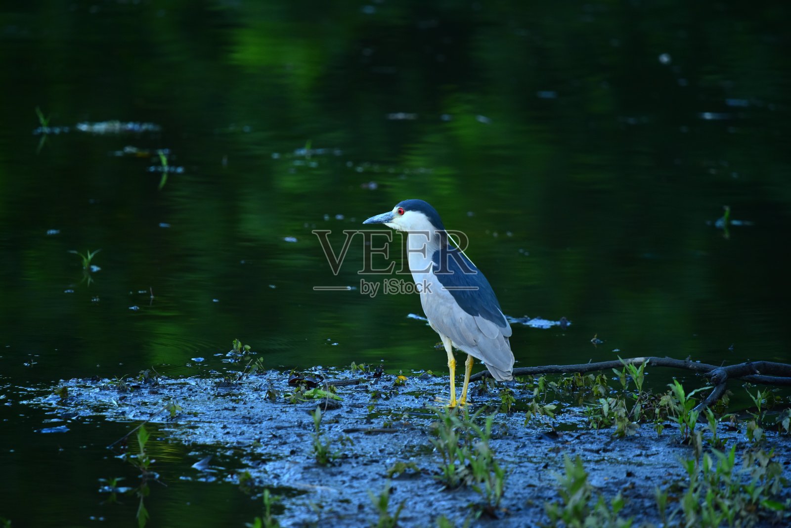 黑冠夜鹭照片摄影图片