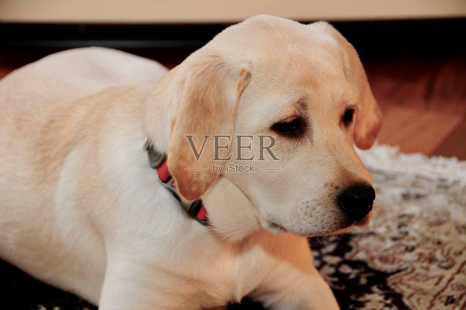 拉布拉多寻回犬小狗照片摄影图片