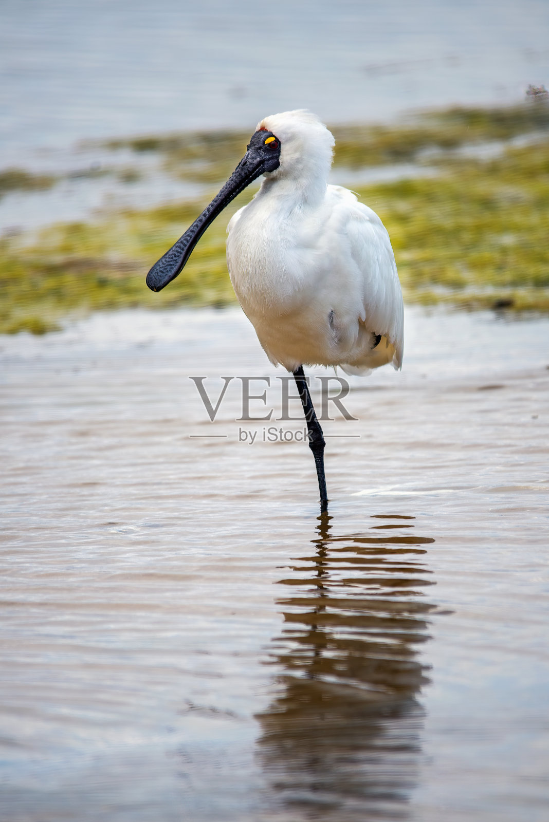 皇家勺子饼 （普拉塔莱亚雷吉亚）照片摄影图片
