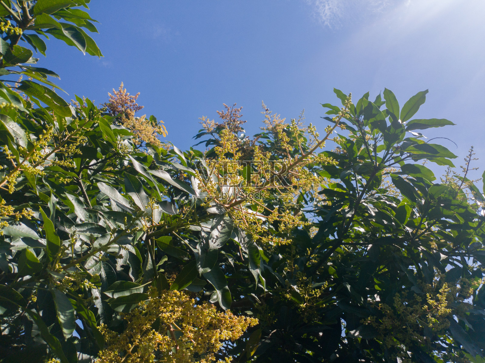 绽放的芒果花会变成果实，用复制空间照片摄影图片