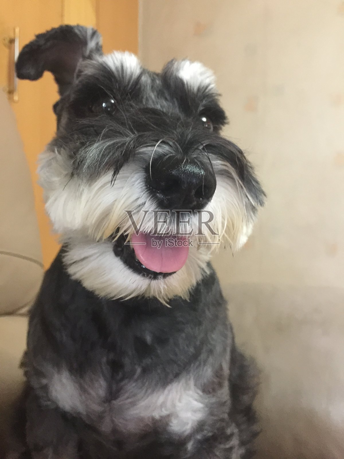 雪纳瑞犬照片摄影图片