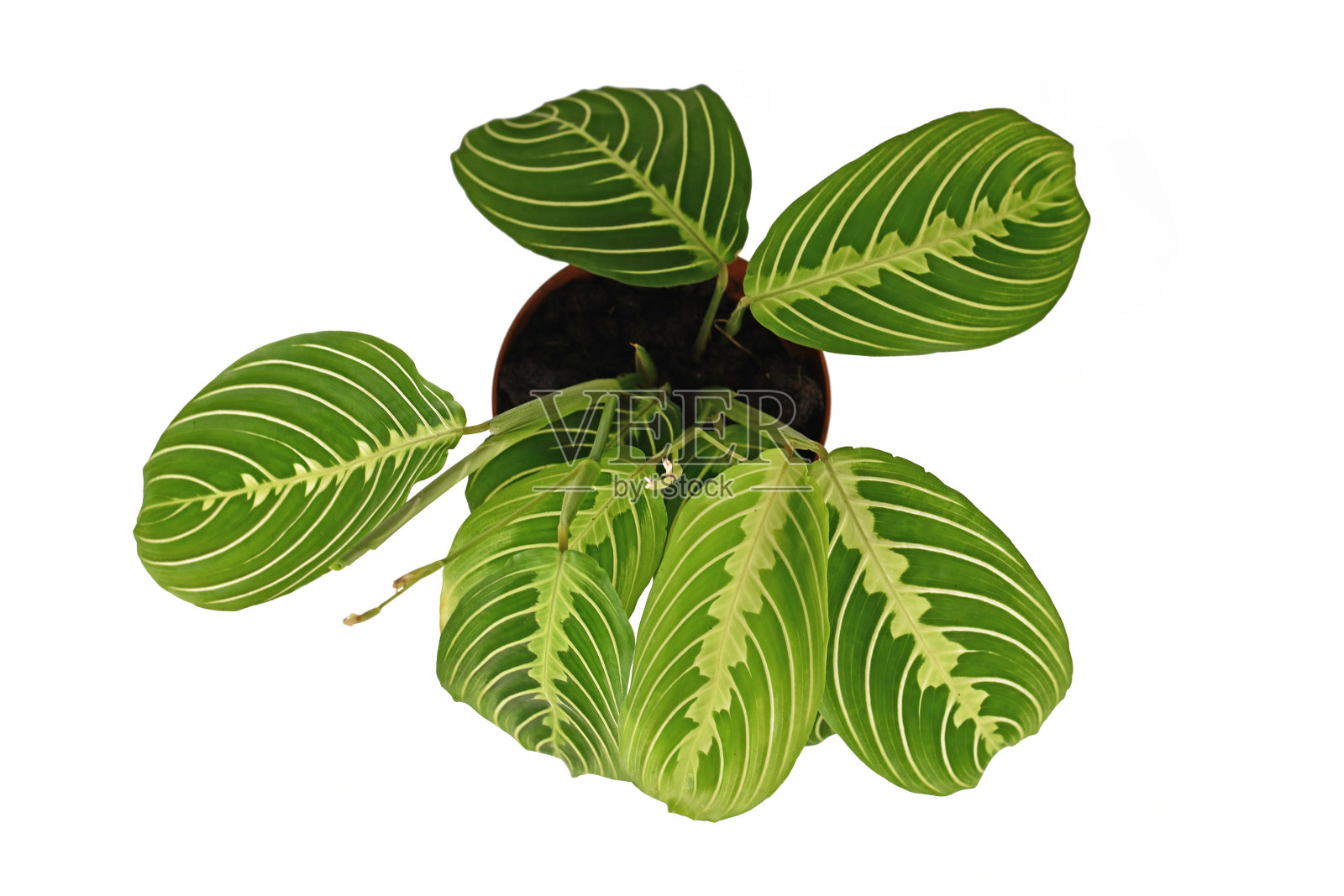 异国情调的绿色脉“Maranta Leuconeura Lemon Lime”室内植物的俯视图照片摄影图片