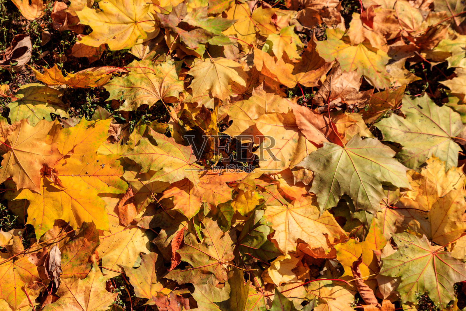 枫叶的背景是秋天照片摄影图片