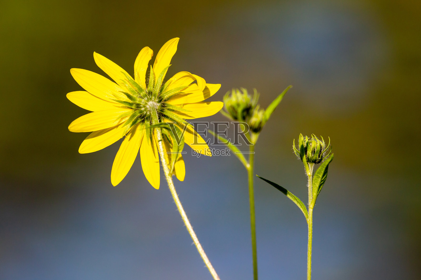 黄色的野花，花瓣，花托和萼片的背面照片摄影图片