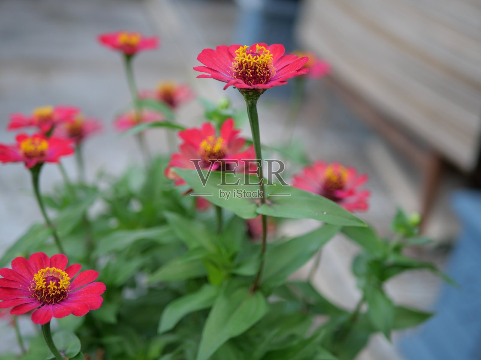 花卉植物生长和开花，看起来很漂亮照片摄影图片