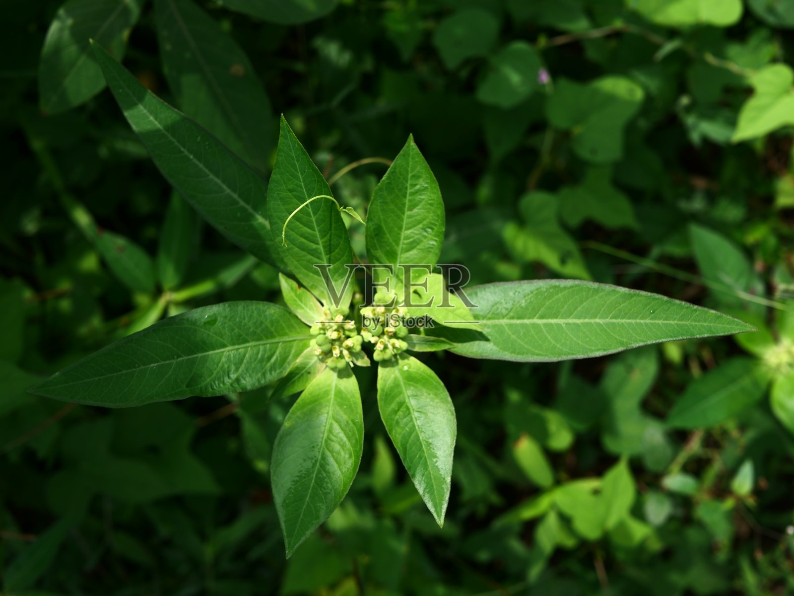 花卉植物生长和开花，看起来很漂亮照片摄影图片
